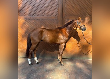 Oldenbourg, Hongre, 4 Ans, 165 cm, Alezan