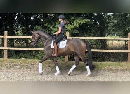 Oldenbourg, Hongre, 4 Ans, 165 cm, Bai brun