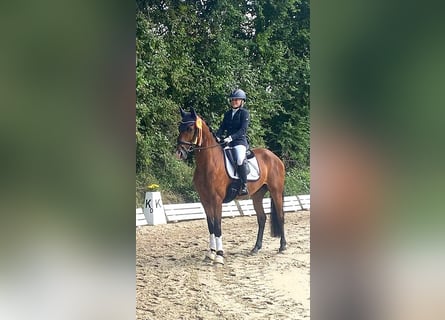 Oldenbourg, Hongre, 4 Ans, 165 cm, Bai