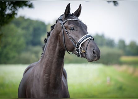Oldenbourg, Hongre, 4 Ans, 165 cm, Noir