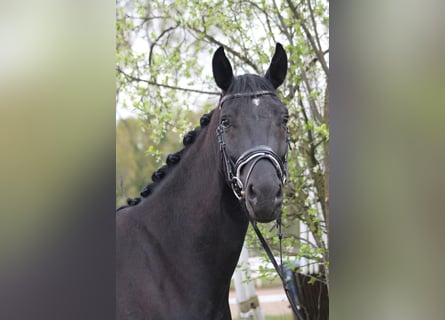 Oldenbourg, Hongre, 4 Ans, 165 cm, Noir