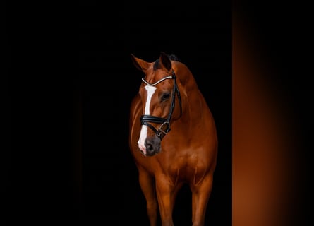 Oldenbourg, Hongre, 4 Ans, 166 cm, Bai