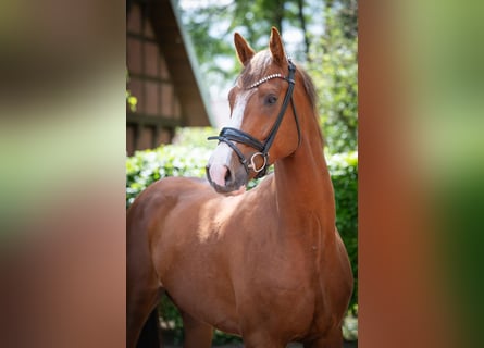 Oldenbourg, Hongre, 4 Ans, 167 cm, Alezan