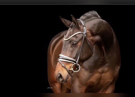 Oldenbourg, Hongre, 4 Ans, 167 cm, Bai brun