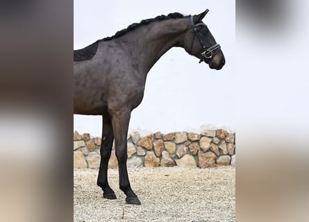 Oldenbourg, Hongre, 4 Ans, 167 cm, Bai brun foncé