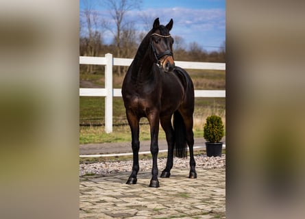 Oldenbourg, Hongre, 4 Ans, 167 cm, Bai