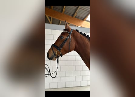 Oldenbourg, Hongre, 4 Ans, 167 cm, Bai