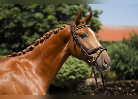 Oldenbourg, Hongre, 4 Ans, 168 cm, Alezan