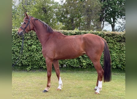 Oldenbourg, Hongre, 4 Ans, 168 cm, Alezan