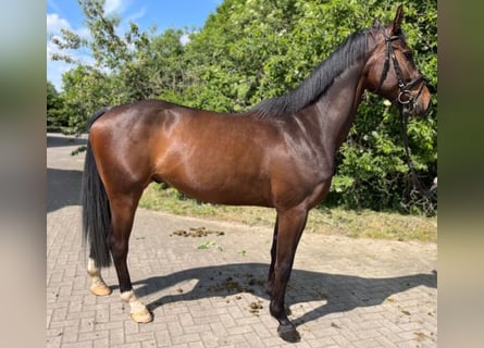 Oldenbourg, Hongre, 4 Ans, 168 cm, Bai brun