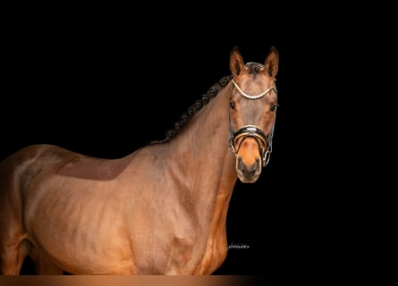 Oldenbourg, Hongre, 4 Ans, 168 cm, Bai