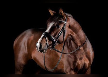 Oldenbourg, Hongre, 4 Ans, 168 cm, Bai
