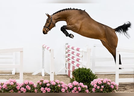 Oldenbourg, Hongre, 4 Ans, 168 cm, Bai