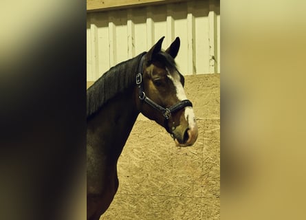 Oldenbourg, Hongre, 4 Ans, 168 cm, Bai