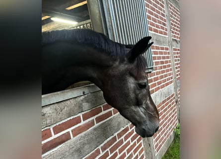 Oldenbourg, Hongre, 4 Ans, 168 cm, Gris
