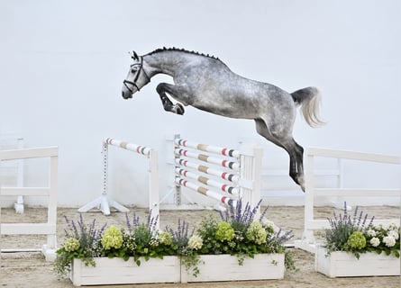 Oldenbourg, Hongre, 4 Ans, 168 cm, Gris