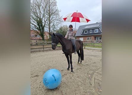 Oldenbourg, Hongre, 4 Ans, 169 cm, Noir