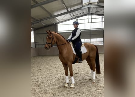 Oldenbourg, Hongre, 4 Ans, 170 cm, Alezan