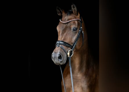 Oldenbourg, Hongre, 4 Ans, 170 cm, Bai brun