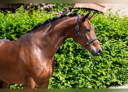 Oldenbourg, Hongre, 4 Ans, 170 cm, Bai