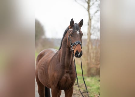 Oldenbourg, Hongre, 4 Ans, 170 cm, Bai