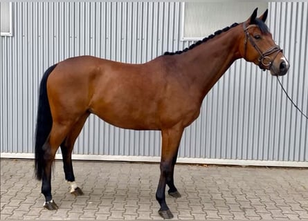 Oldenbourg, Hongre, 4 Ans, 170 cm, Bai