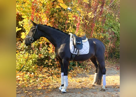 Oldenbourg, Hongre, 4 Ans, 170 cm, Noir