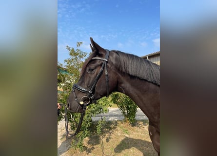 Oldenbourg, Hongre, 4 Ans, 170 cm, Noir