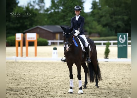 Oldenbourg, Hongre, 4 Ans, 170 cm, Noir