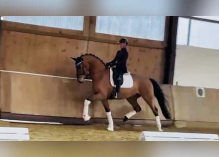 Oldenbourg, Hongre, 4 Ans, 172 cm, Bai