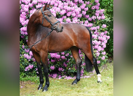 Oldenbourg, Hongre, 4 Ans, 172 cm, Bai brun