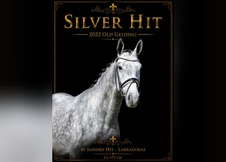 Oldenbourg, Hongre, 4 Ans, 172 cm, Gris