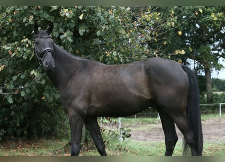 Oldenbourg, Hongre, 4 Ans, 172 cm, Noir