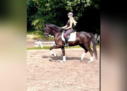 Oldenbourg, Hongre, 4 Ans, 172 cm, Noir