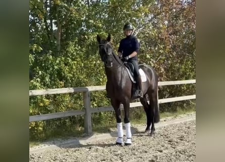 Oldenbourg, Hongre, 4 Ans, 172 cm, Noir