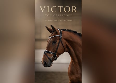 Oldenbourg, Hongre, 4 Ans, 173 cm, Bai
