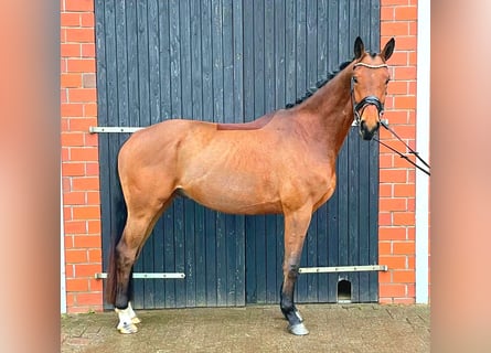 Oldenbourg, Hongre, 4 Ans, 173 cm, Bai