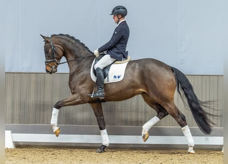 Oldenbourg, Hongre, 4 Ans, 173 cm, Bai