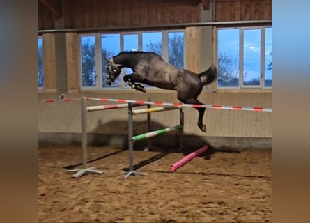 Oldenbourg, Hongre, 4 Ans, 173 cm, Gris