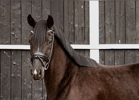 Oldenbourg, Hongre, 4 Ans, 173 cm, Noir