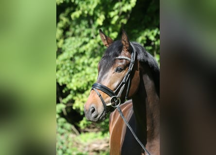 Oldenbourg, Hongre, 4 Ans, 174 cm, Bai brun foncé