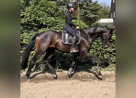 Oldenbourg, Hongre, 4 Ans, 175 cm, Bai brun