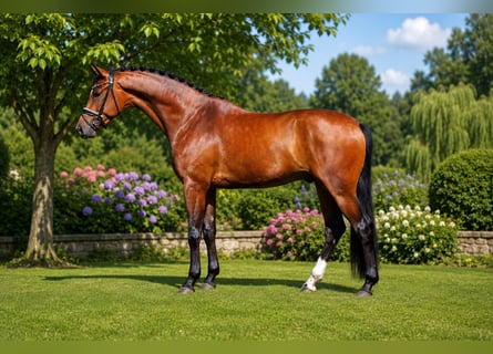 Oldenbourg, Hongre, 4 Ans, 175 cm, Bai