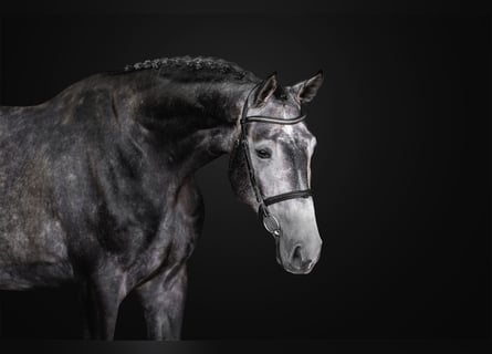Oldenbourg, Hongre, 4 Ans, 175 cm, Gris