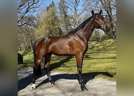 Oldenbourg, Hongre, 4 Ans, 178 cm, Bai