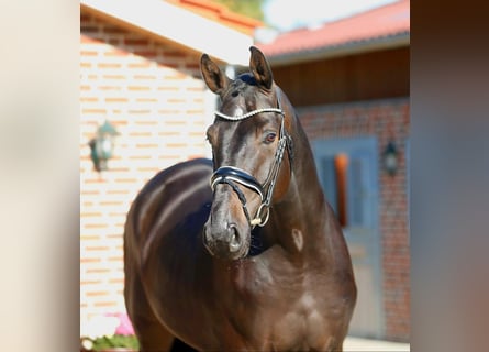 Oldenbourg, Hongre, 4 Ans, 179 cm, Bai brun