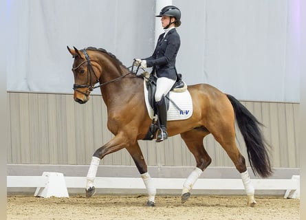 Oldenbourg, Hongre, 4 Ans, Bai