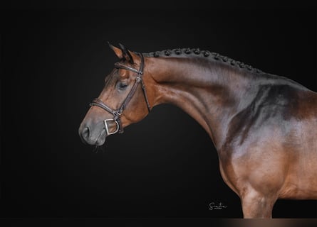 Oldenbourg, Hongre, 5 Ans, 160 cm