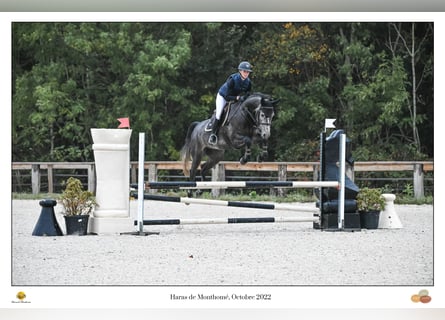 Oldenbourg, Hongre, 5 Ans, 162 cm, Gris