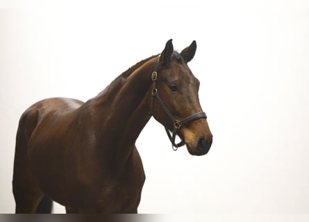 Oldenbourg, Hongre, 5 Ans, 165 cm, Bai